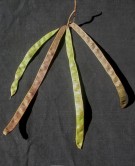 Live Plant Image