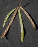 Live Plant Image
