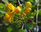 Live Plant Image