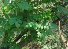 Live Plant Image