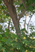 Live Plant Image