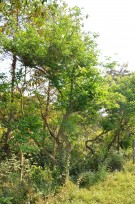Live Plant Image