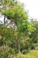 Live Plant Image
