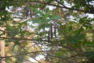 Live Plant Image