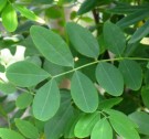 Live Plant Image
