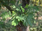 Live Plant Image