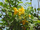 Live Plant Image