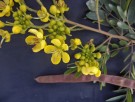 Live Plant Image