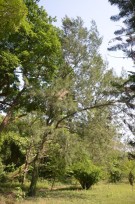 Live Plant Image