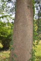 Live Plant Image