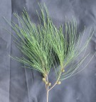 Live Plant Image