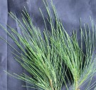 Live Plant Image