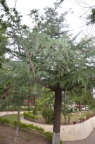 Live Plant Image