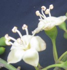 Live Plant Image