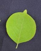 Live Plant Image