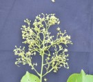 Live Plant Image