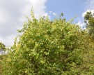 Live Plant Image
