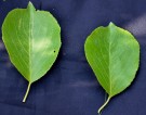 Live Plant Image
