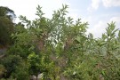Live Plant Image