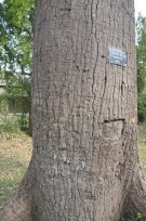 Live Plant Image