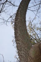 Live Plant Image
