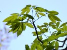 Live Plant Image