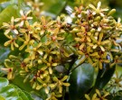 Live Plant Image