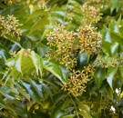 Live Plant Image