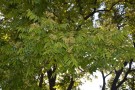 Live Plant Image