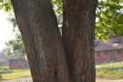 Live Plant Image