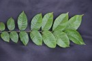 Live Plant Image