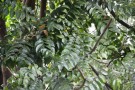 Live Plant Image