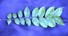 Live Plant Image