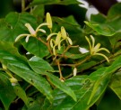 Live Plant Image