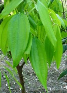 Live Plant Image