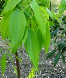 Live Plant Image