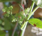 Live Plant Image
