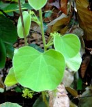 Live Plant Image