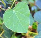Live Plant Image