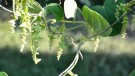 Live Plant Image
