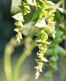 Live Plant Image