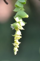 Live Plant Image