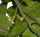 Live Plant Image