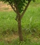 Live Plant Image