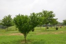 Live Plant Image