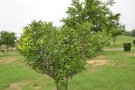 Live Plant Image