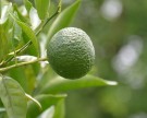 Live Plant Image
