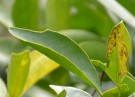 Live Plant Image