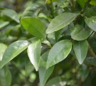 Live Plant Image
