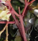 Live Plant Image